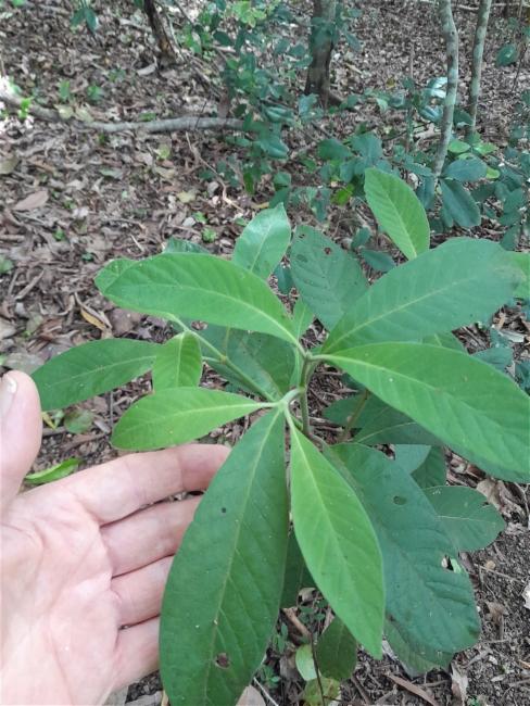 Psychotria loniceroides (Hairy Psychotria) (alternate view 12)