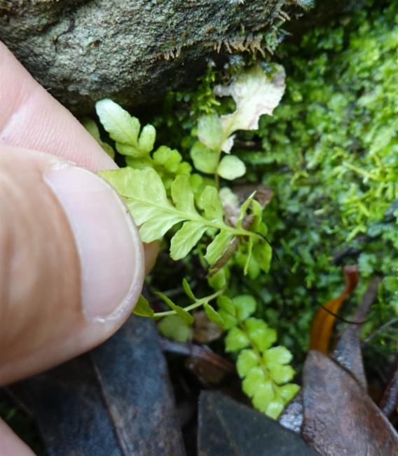 Doodia caudata (Small Rasp Fern) (alternate view 11)