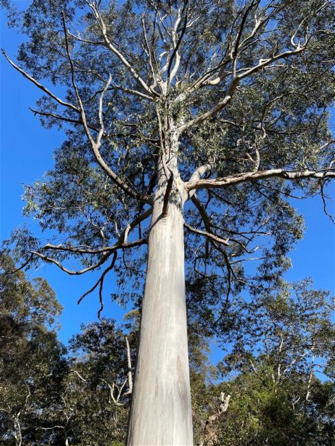 Eucalyptus cypellocarpa (mountain grey gum) (alternate view 12)