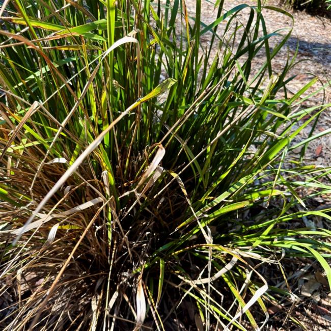 Lomandra hystrix (green mat-rush) (alternate view 12)