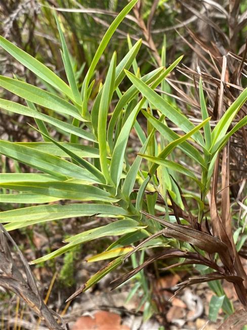 Stypandra glauca (nodding blue lily) (alternate view 11)