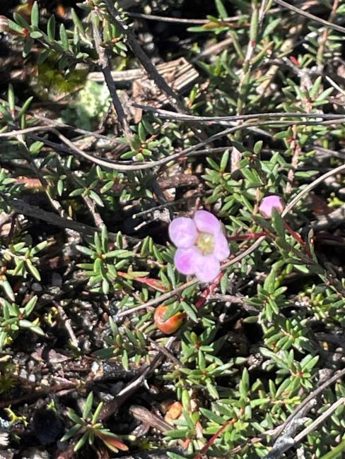 Euryomyrtus ramosissima (Rosy Heath-myrtle) (alternate view 11)