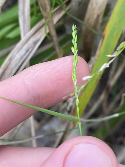 Entolasia stricta (Wiry Panic) (alternate view 11)