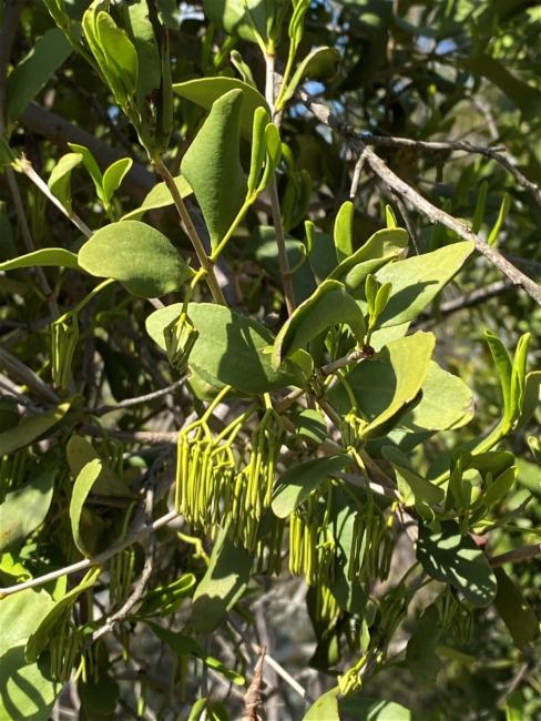 Amyema congener (variable mistletoe) (alternate view 10)