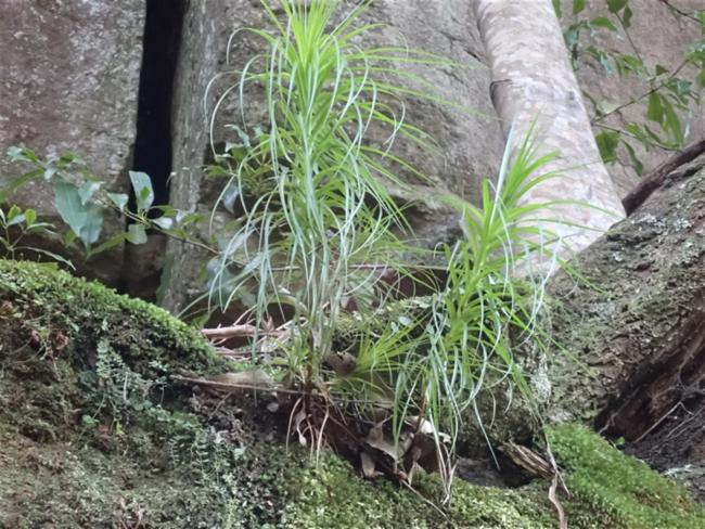 Dracophyllum secundum (necklace heath) (alternate view 14)