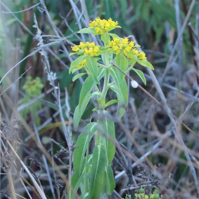 Euphorbia oblongata (eggleaf spurge) (alternate view 10)