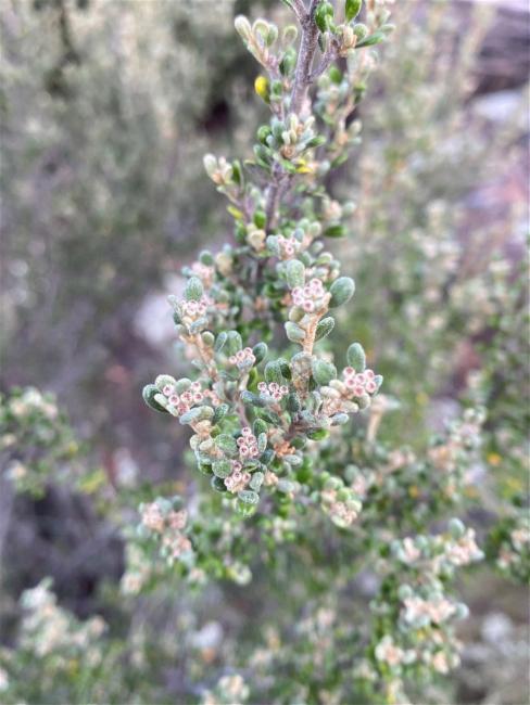 Phebalium squamulosum (scaly phebalium) (alternate view 13)