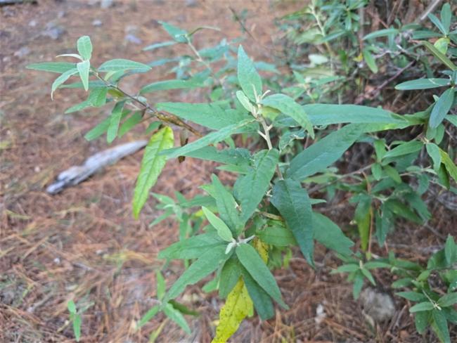 Olearia lirata (snowy daisy-bush) (alternate view 9)