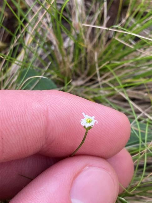 Lagenophora sublyrata (slender bottle-daisy) (alternate view 10)