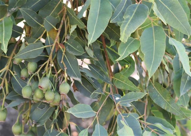 Corymbia ficifolia (Red-flowering gum) (alternate view 12)