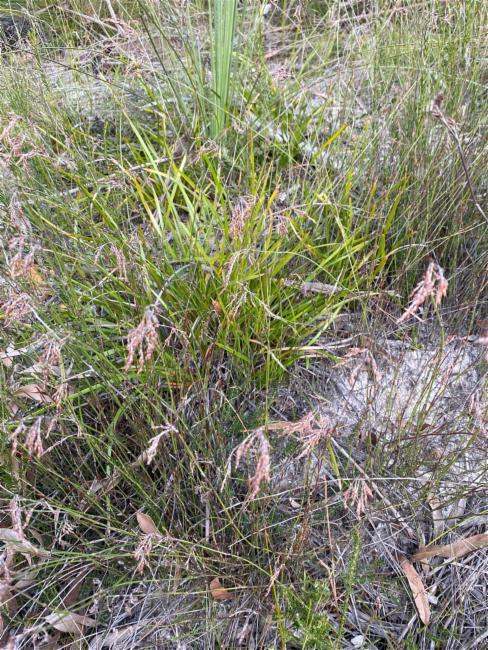 Hypolaena fastigiata (Tassel Rope-rush) (alternate view 6)