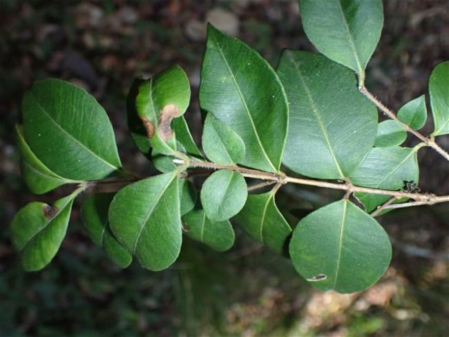 Backhousia myrtifolia (Grey Myrtle) (alternate view 10)