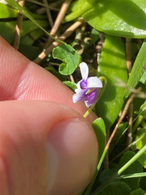 Viola banksii (Banks' Violet) (alternate view 11)