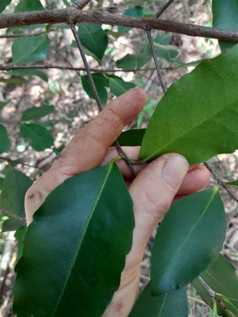 Elaeodendron australe (Red-fruited Olive Plum) (alternate view 11)