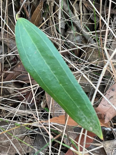 Smilax glyciphylla (Sweet Sarsaparilla) (alternate view 11)