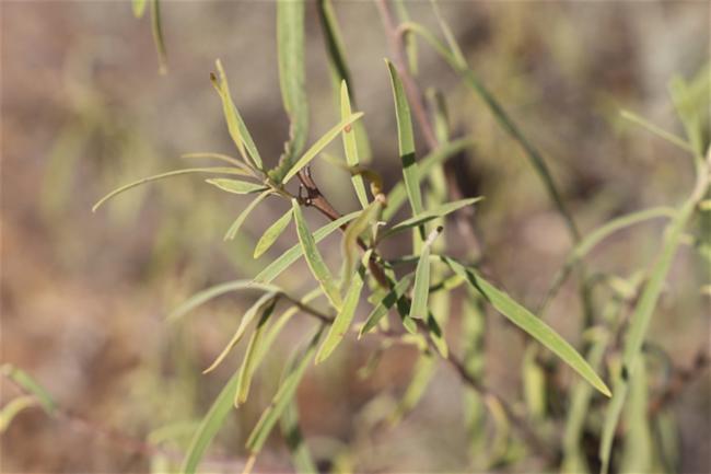 Eremophila longifolia (Weeping Emubush) (alternate view 12)
