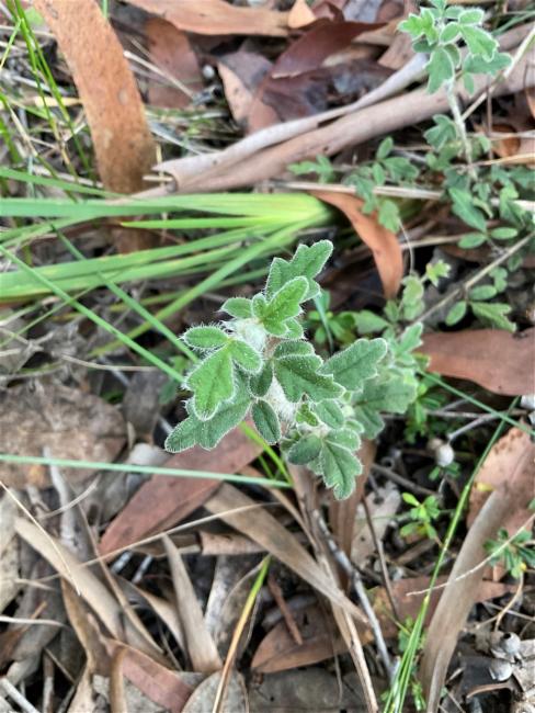 Xanthosia pilosa (Woolly Xanthosia) (alternate view 11)