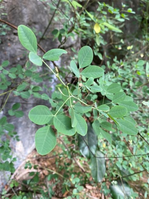Goodia lotifolia (Clover-leaved Poison) (alternate view 11)