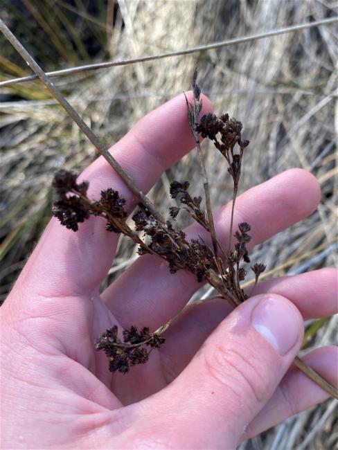 Juncus kraussii (Sea Rush) (alternate view 9)