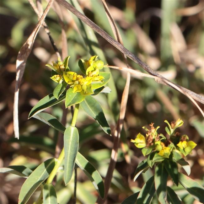 Euphorbia oblongata (eggleaf spurge) (alternate view 9)