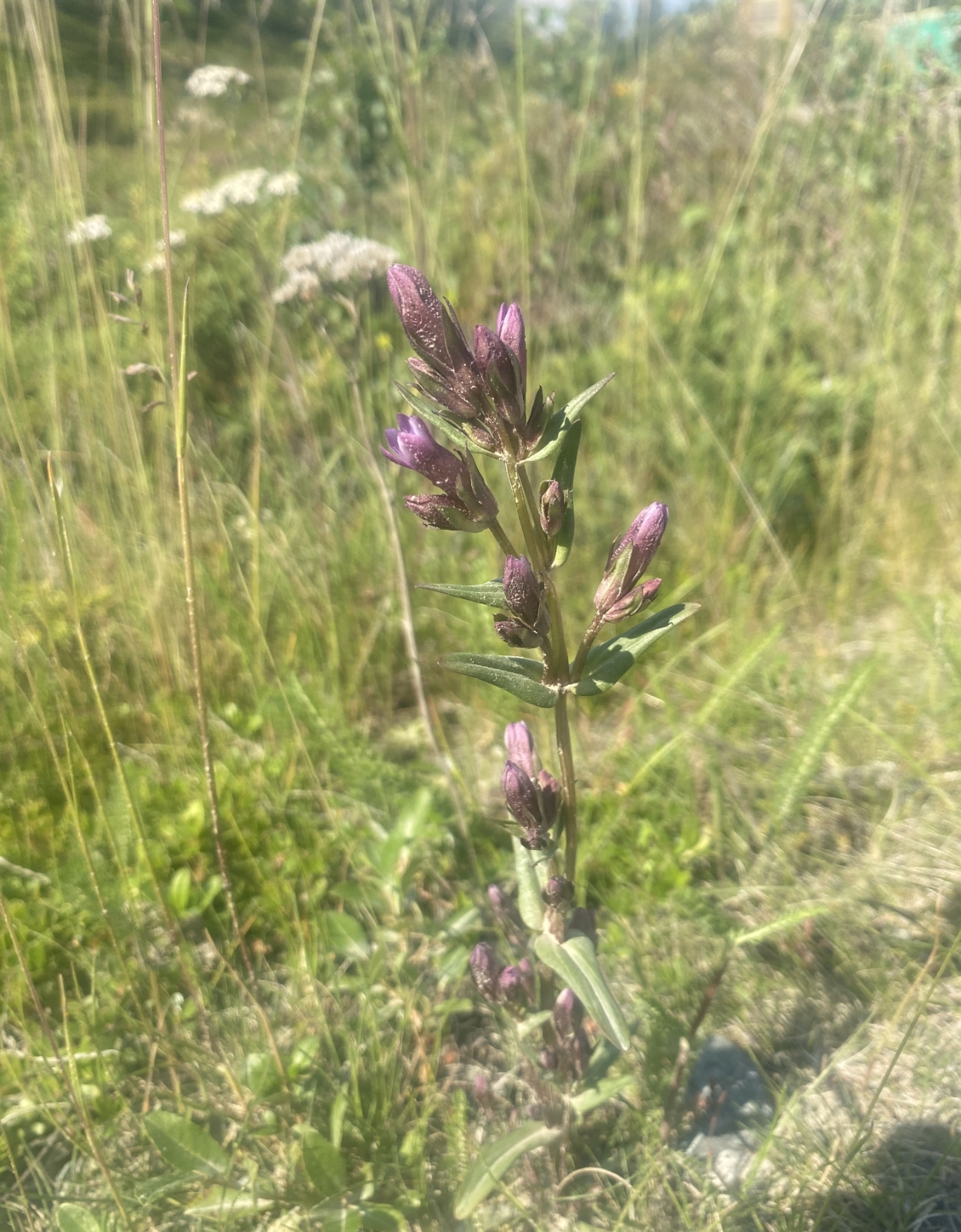 Gentianella amarella (autumn gentian) (alternate view 13)