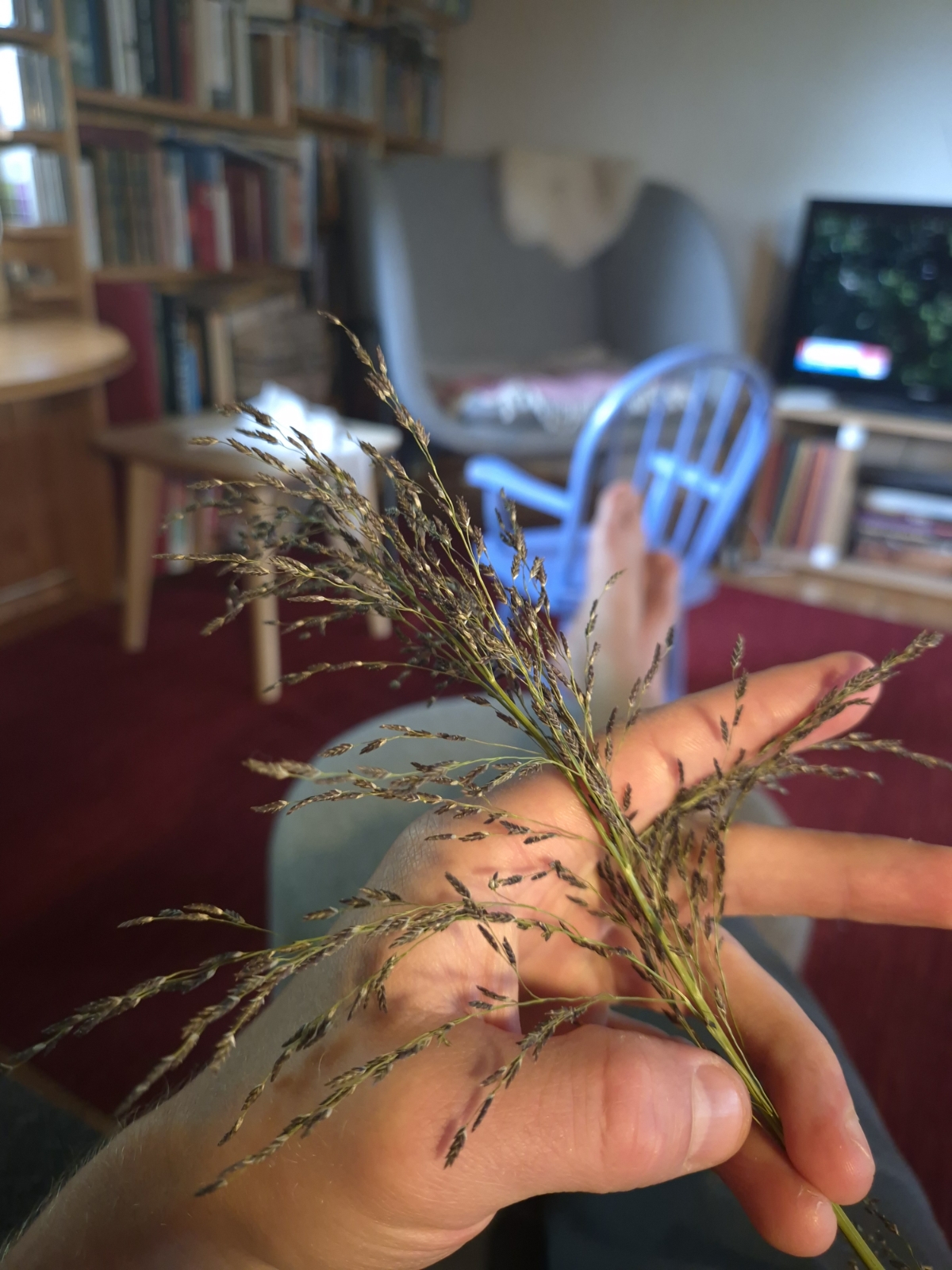 Glyceria grandis (American Manna Grass)