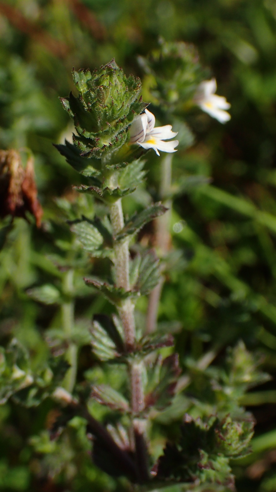 Euphrasia nemorosa (Common Eyebright) (alternate view 11)