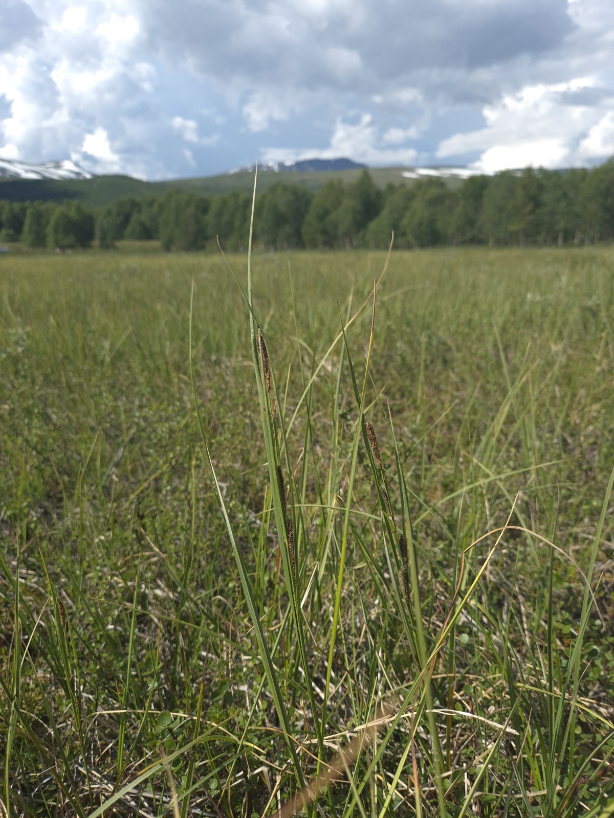 Carex aquatilis (Sitka Aquatic Sedge)