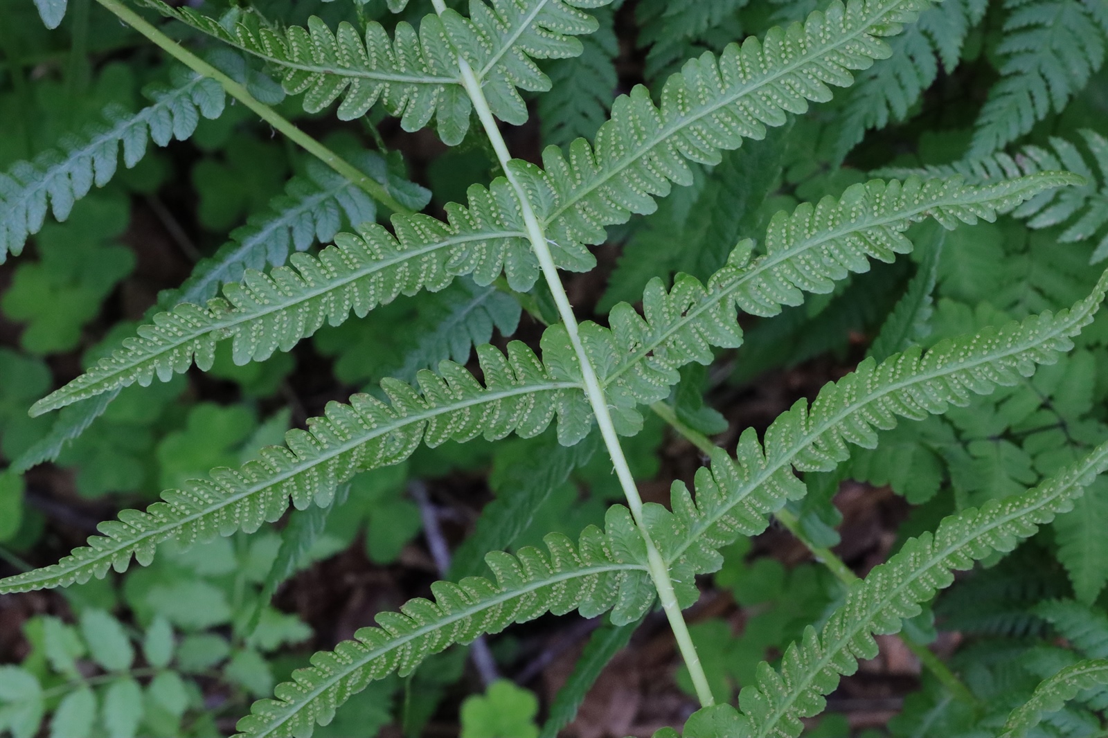 Oreopteris limbosperma (Lemon-scented Fern) (alternate view 15)