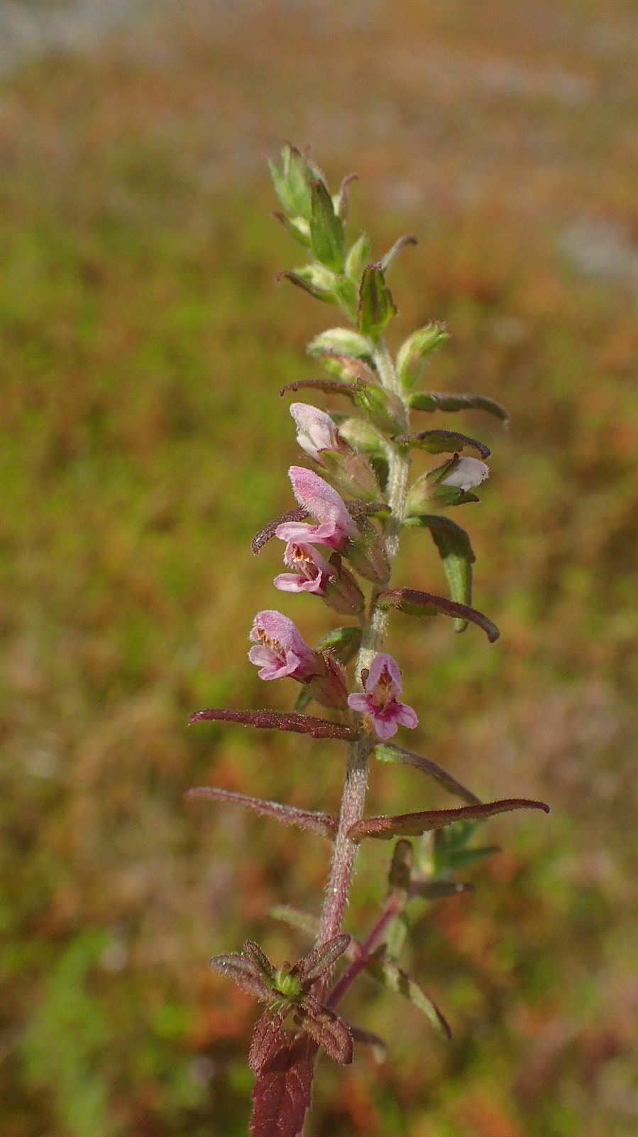 Odontites vulgaris (Red Odontites) (alternate view 12)