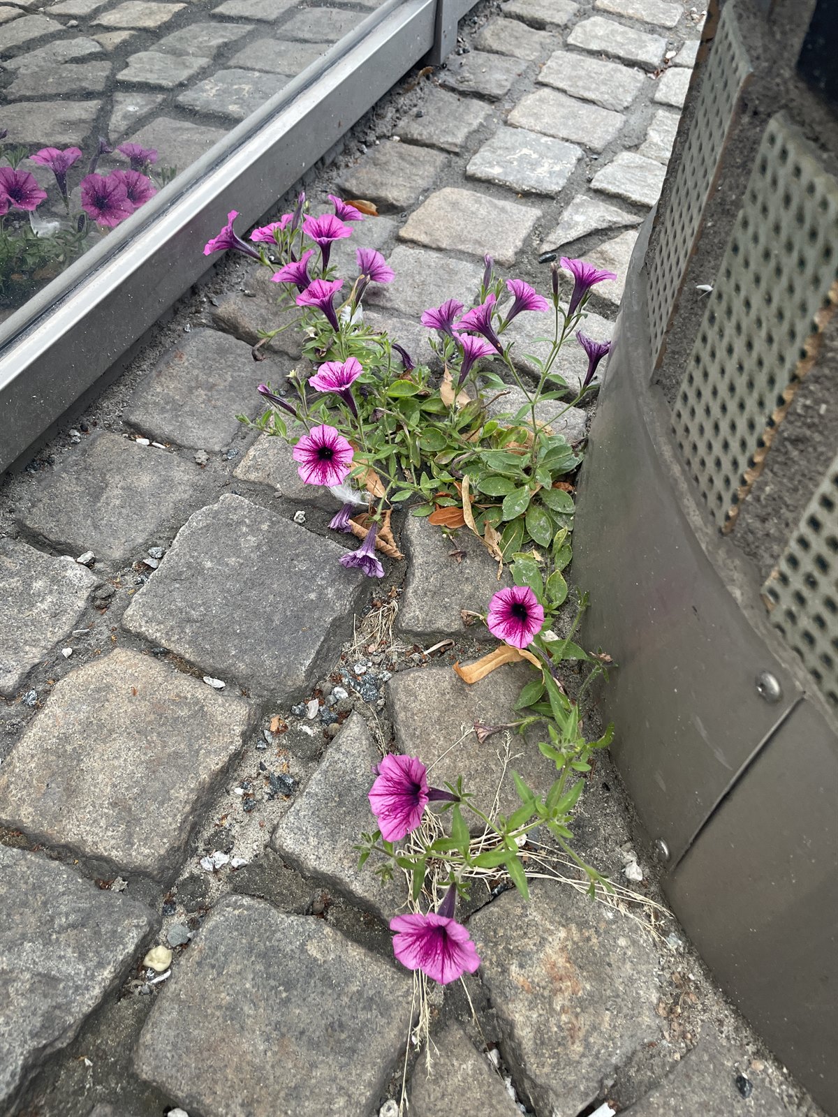 Petunia × atkinsiana (garden petunia)