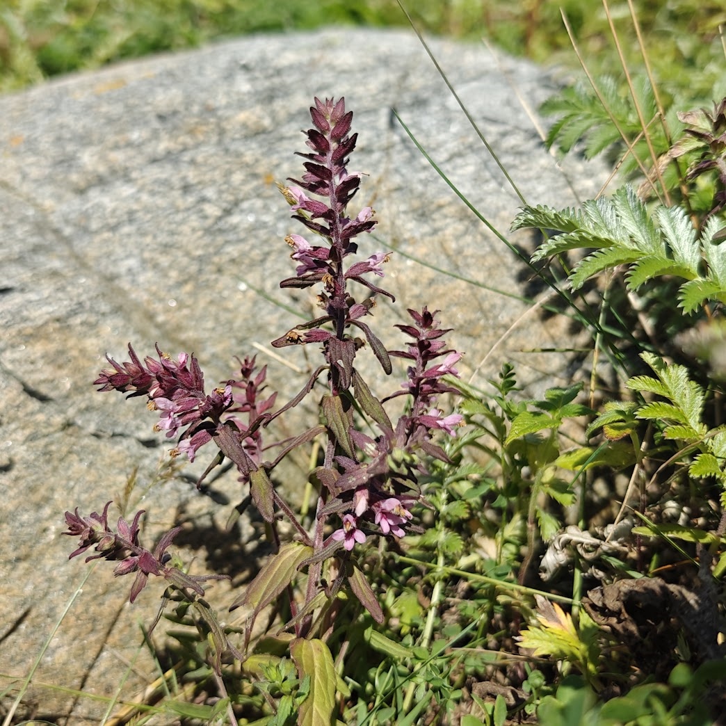 Odontites vulgaris (Red Odontites) (alternate view 13)