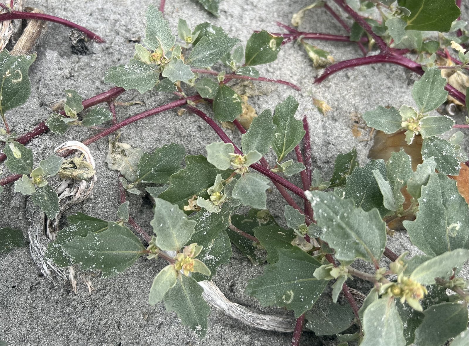 Atriplex laciniata (Frosted Orache) (alternate view 11)