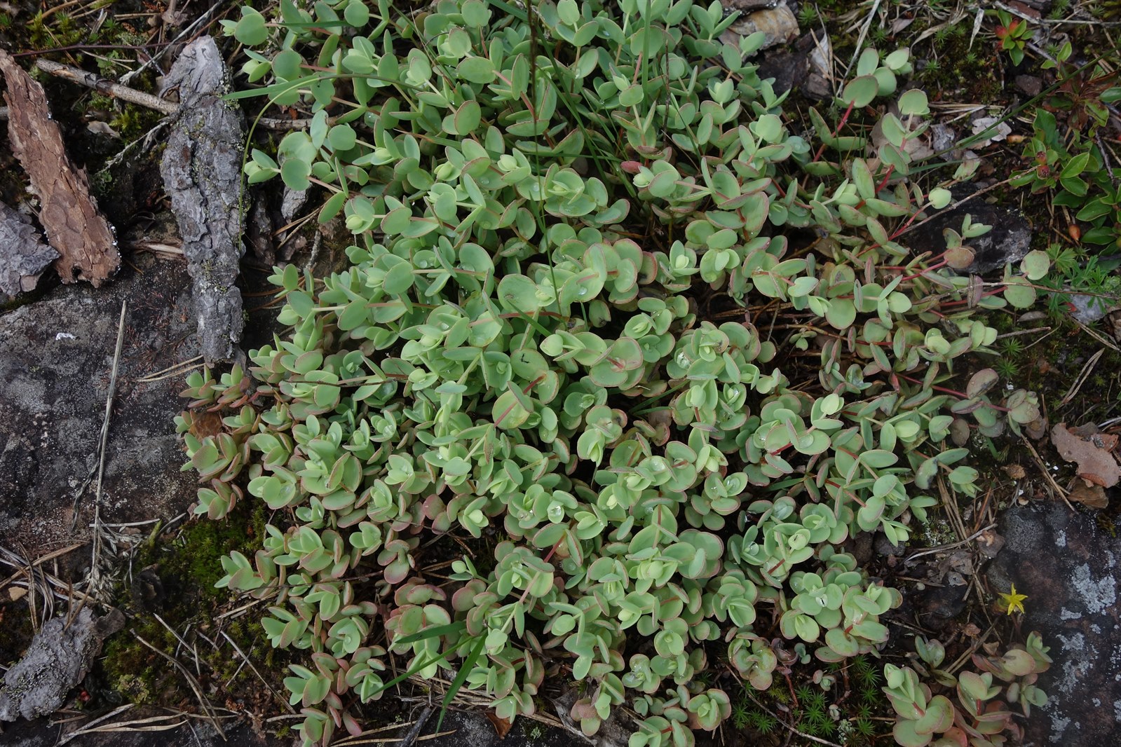 Sedum ewersii (Pink Stonecrop)