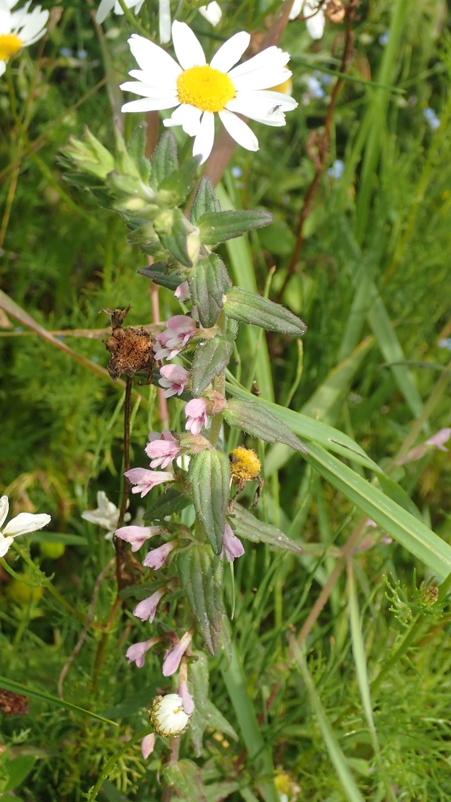 Odontites vulgaris (Red Odontites) (alternate view 14)