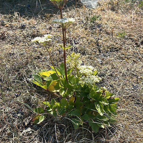 Ligusticum scoticum