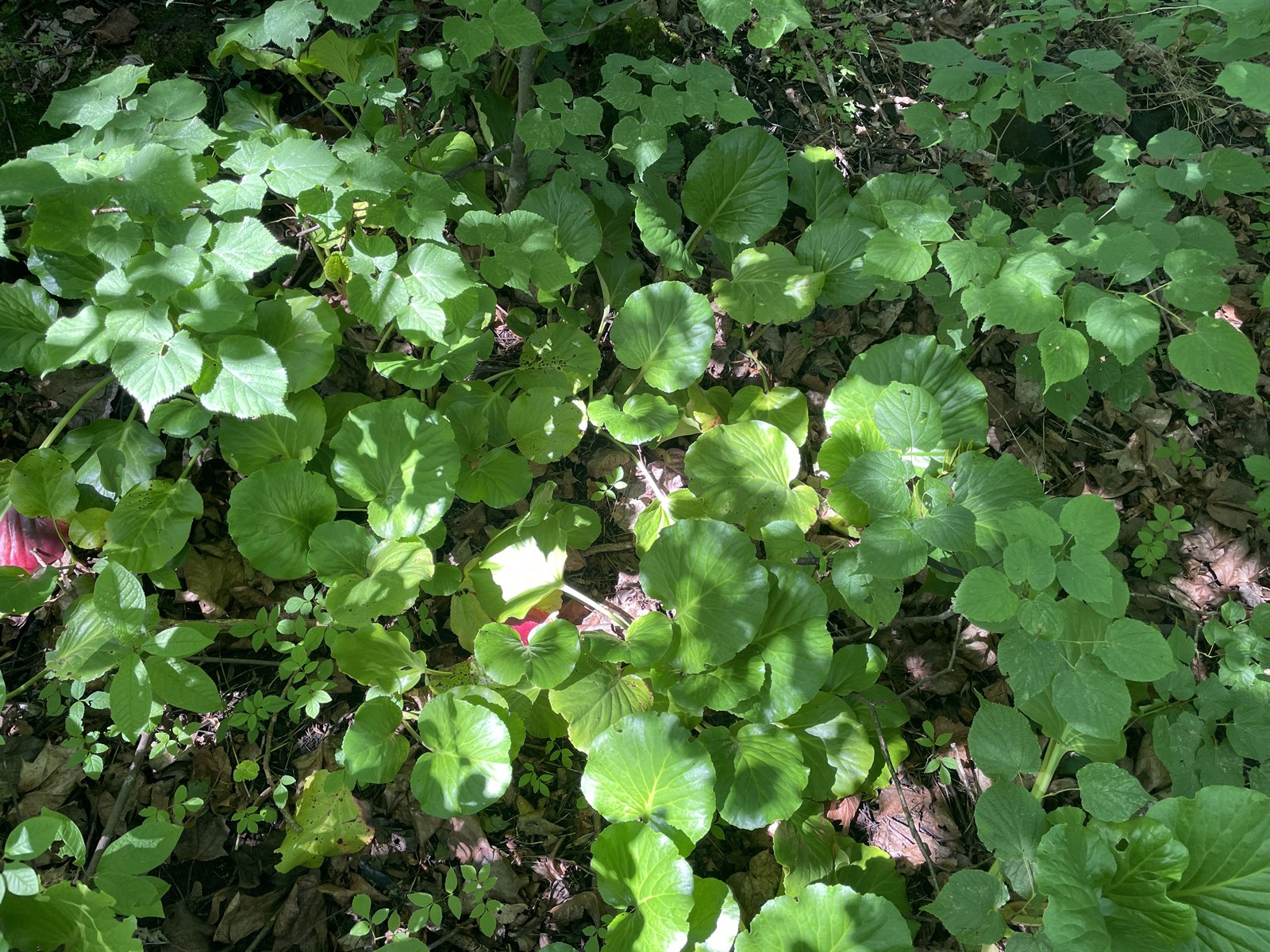 Bergenia cordifolia, Elephant's ears — clumping evergreen (Saxifragaceae) (image 7 of 10)