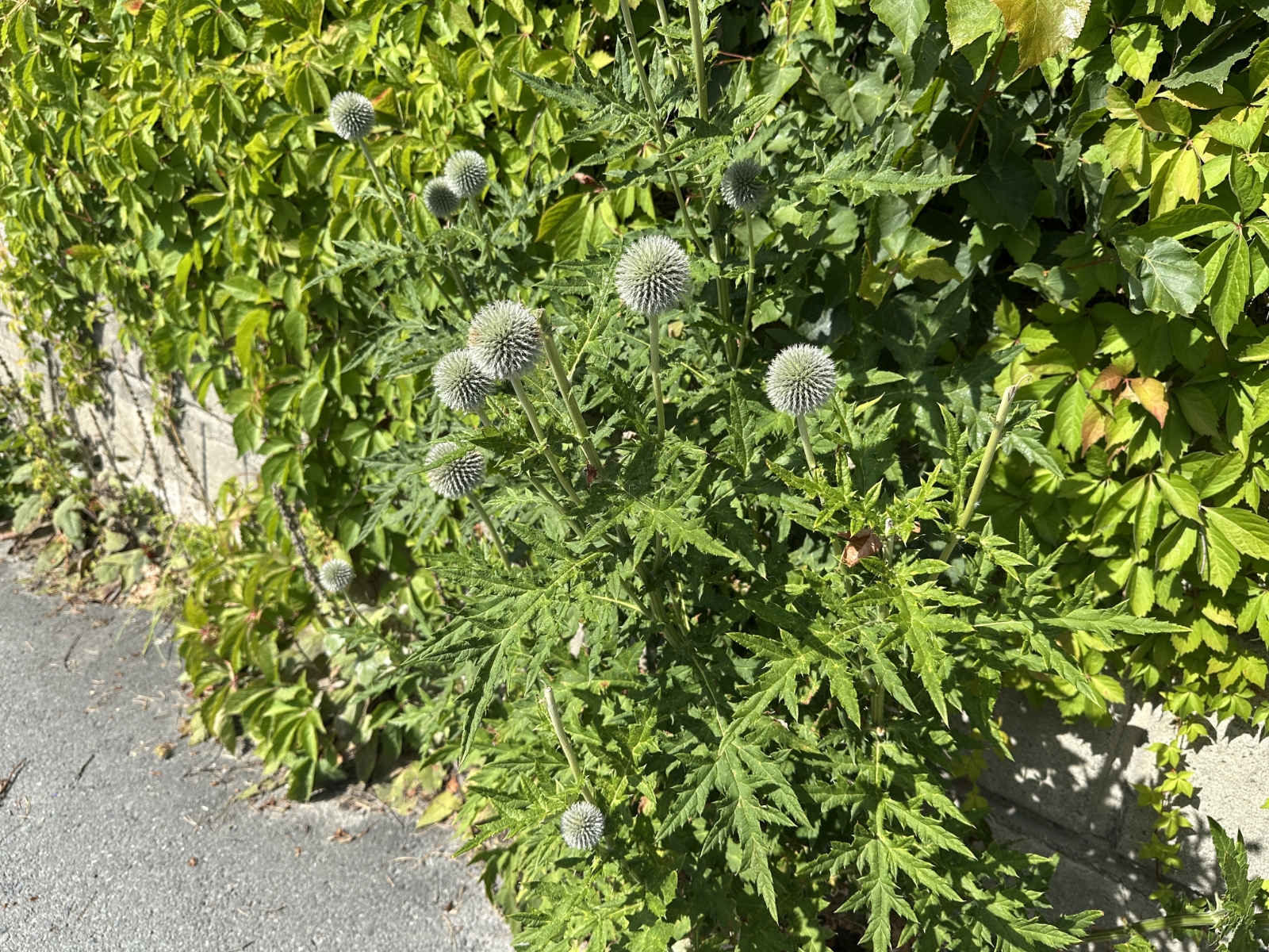 Echinops exaltatus (Russian Globe Thistle) (alternate view 13)