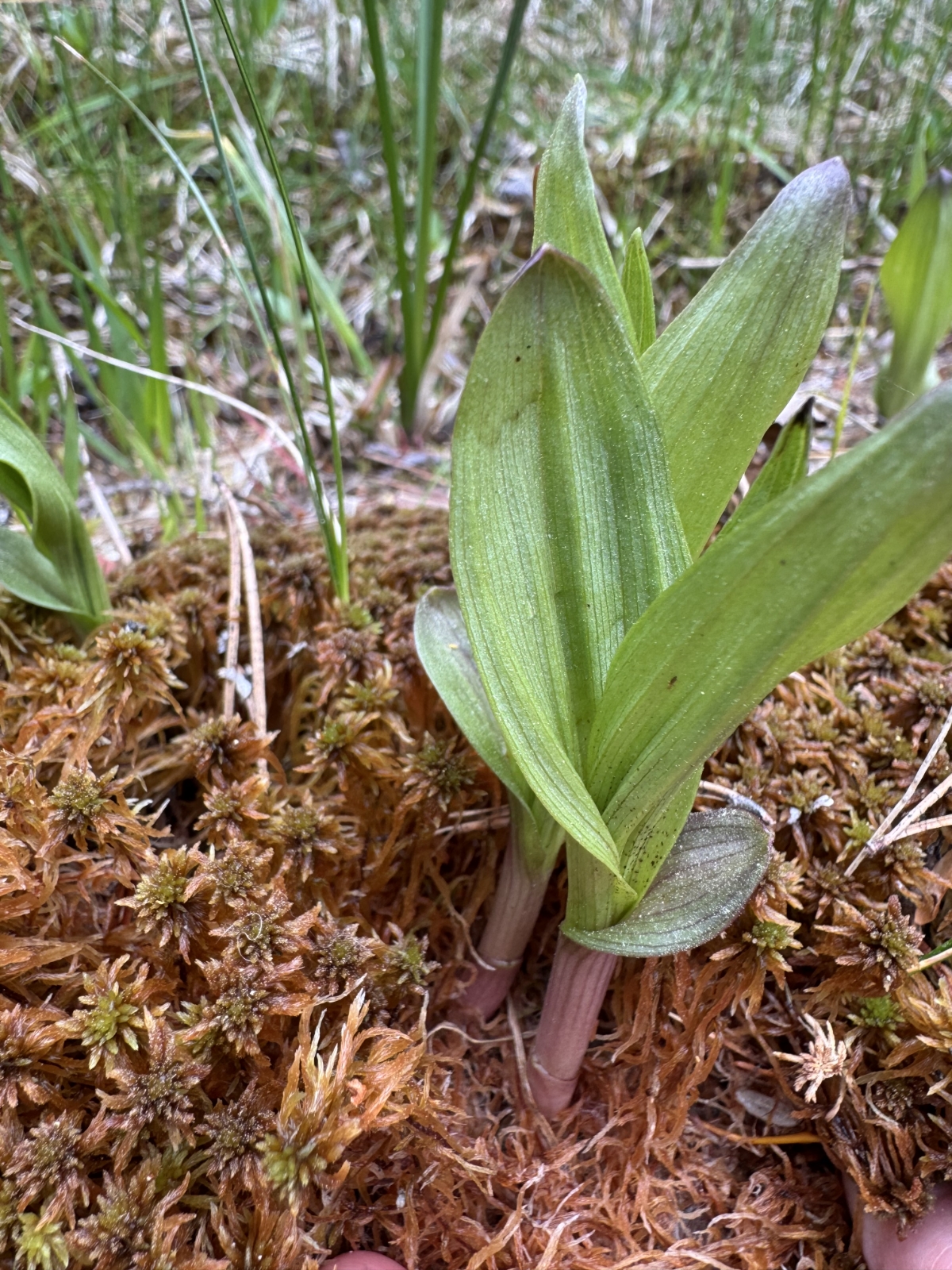 Epipactis palustris (Marsh Helleborine) (alternate view 10)