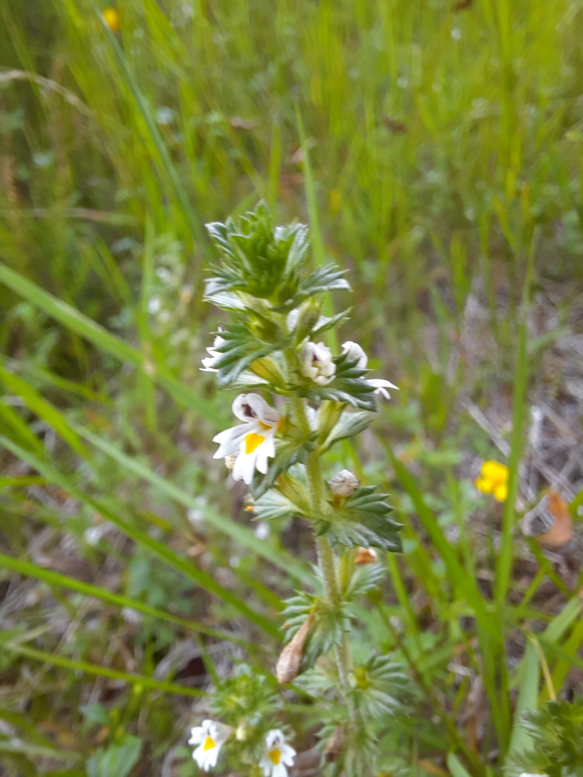 Euphrasia nemorosa (Common Eyebright) (alternate view 12)