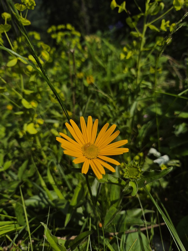 Buphthalmum salicifolium (Willowleaf Ox-eye) (alternate view 11)
