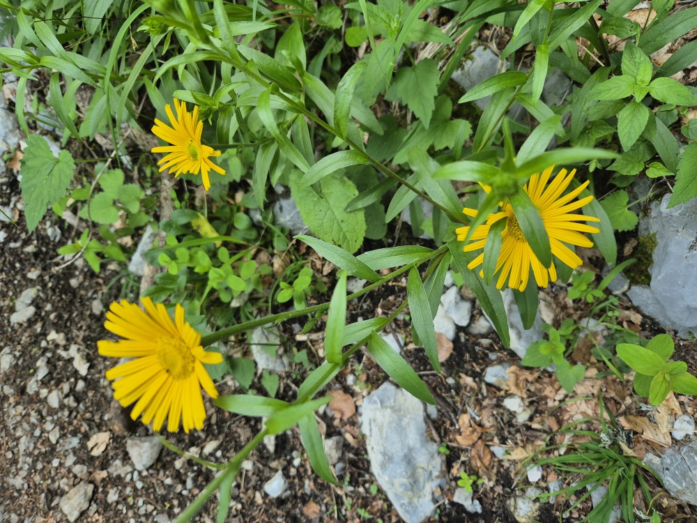 Buphthalmum salicifolium (Willowleaf Ox-eye) (alternate view 12)