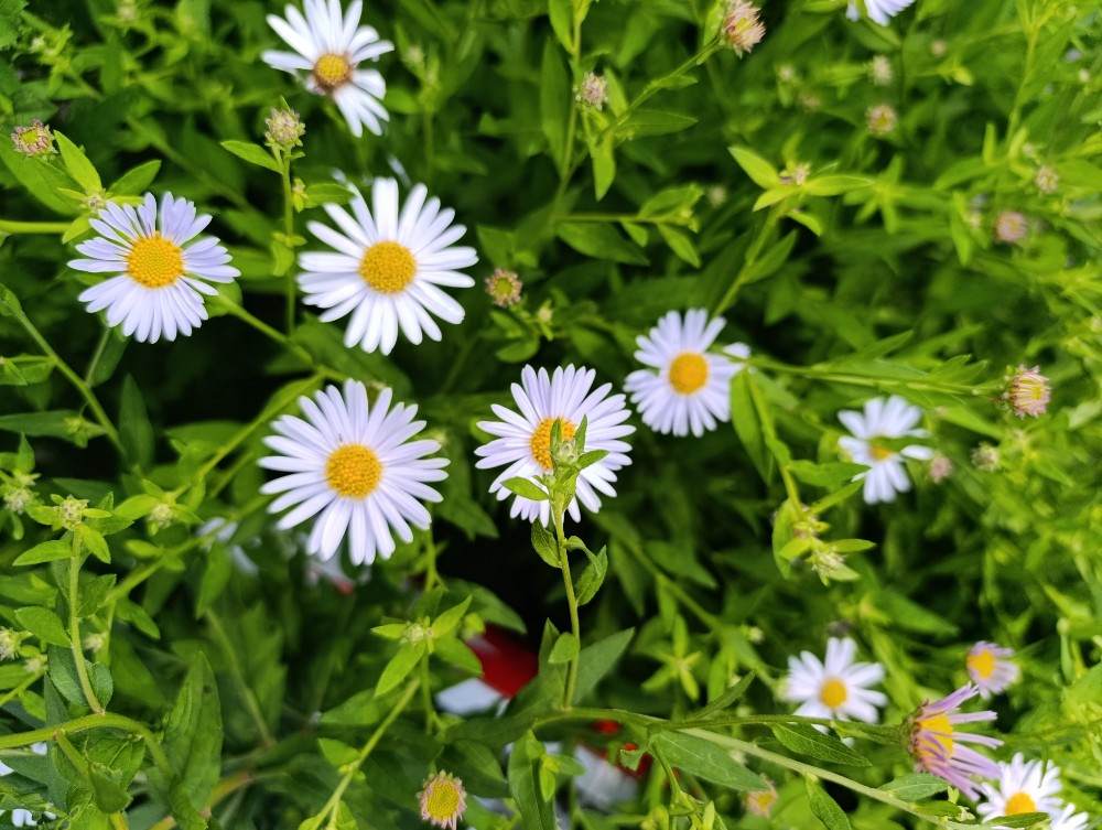 Symphyotrichum lanceolatum (panicled aster) (alternate view 11)