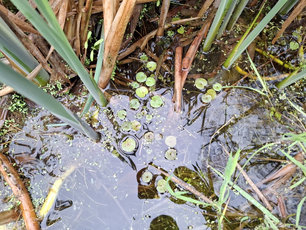 Hydrocharis morsus-ranae (European Frog-bit) (alternate view 14)