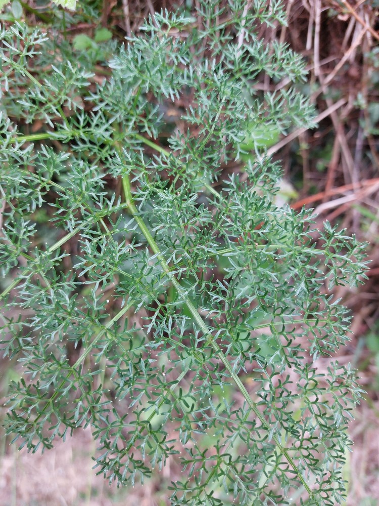 Ligusticum lucidum (alternate view 3)