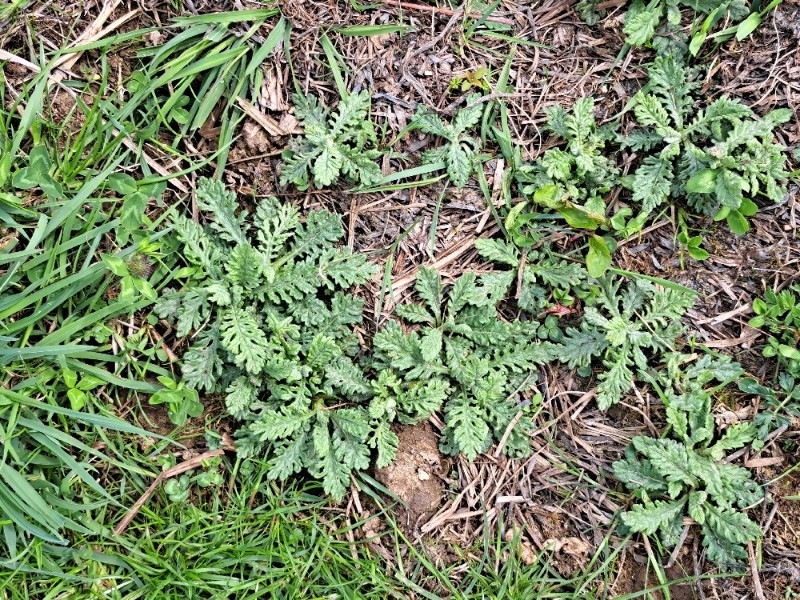 Jacobaea erucifolia (Hoary Ragwort) (alternate view 12)
