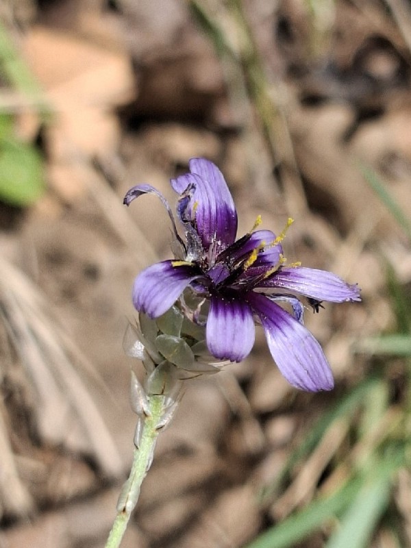 Catananche
