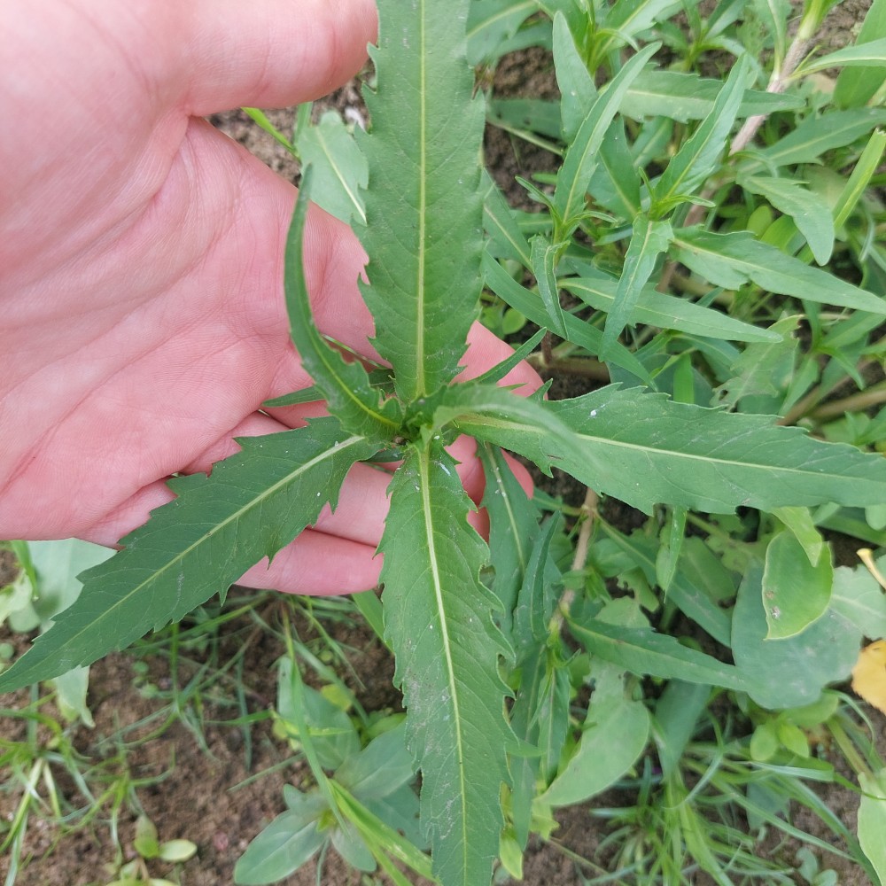 Bidens cernua (Nodding Beggarticks) (alternate view 11)