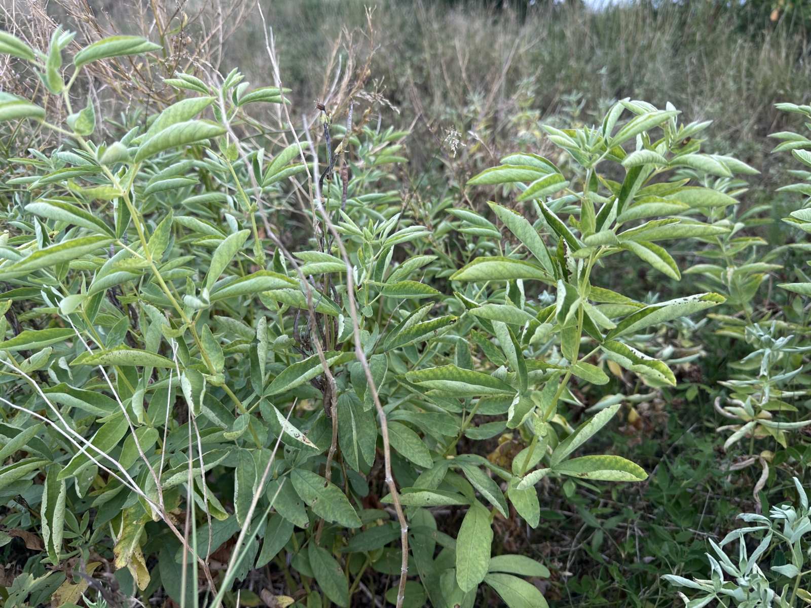 Thermopsis montana (Mountain goldenbean) (alternate view 4)