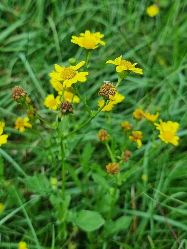 Jacobaea (ragworts)